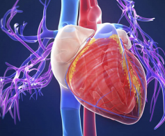 Širdies ir kraujagyslių sistemos ligos